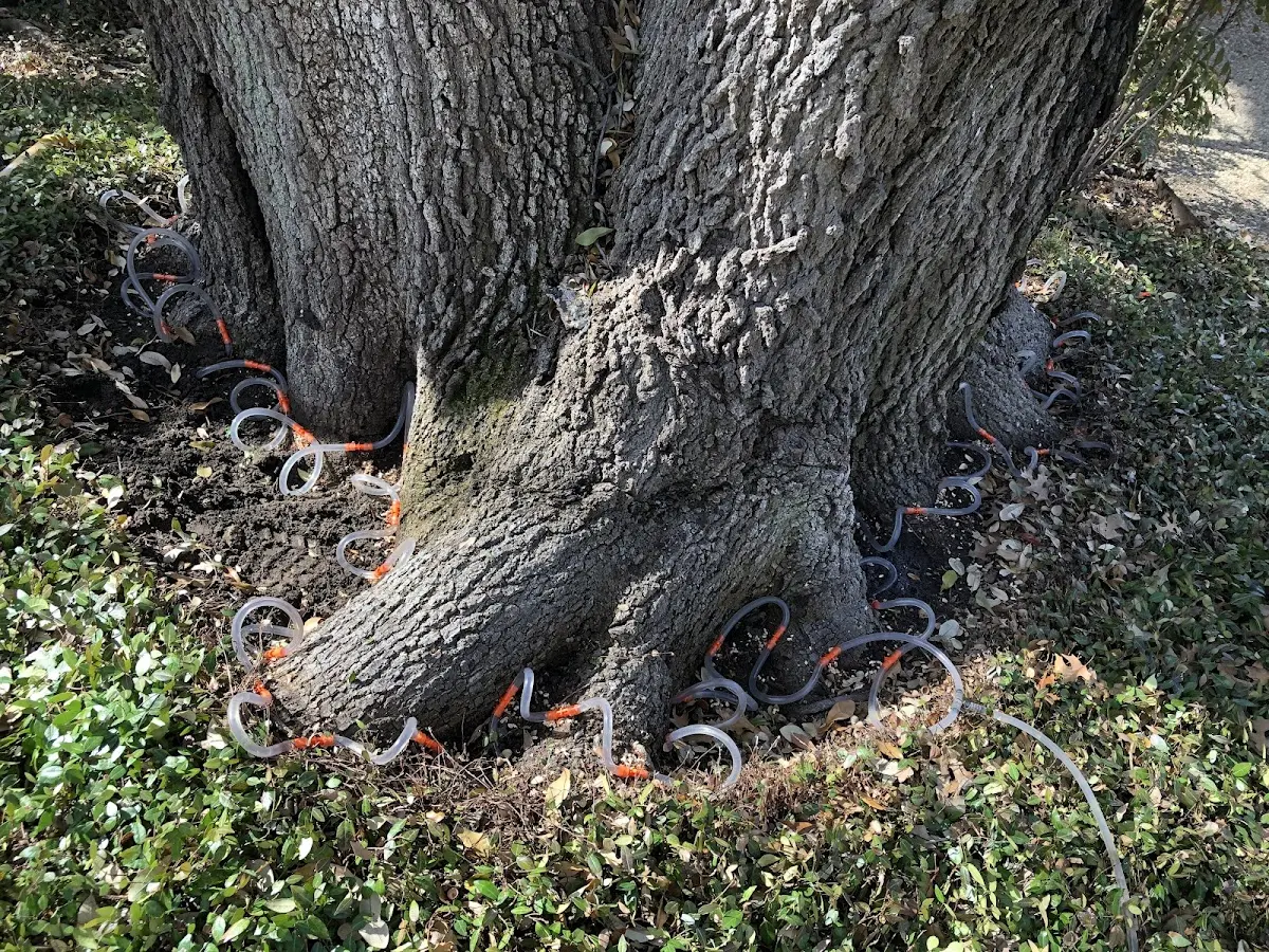 Detailed Tree Cabling and Bracing job site in Spanish Fort