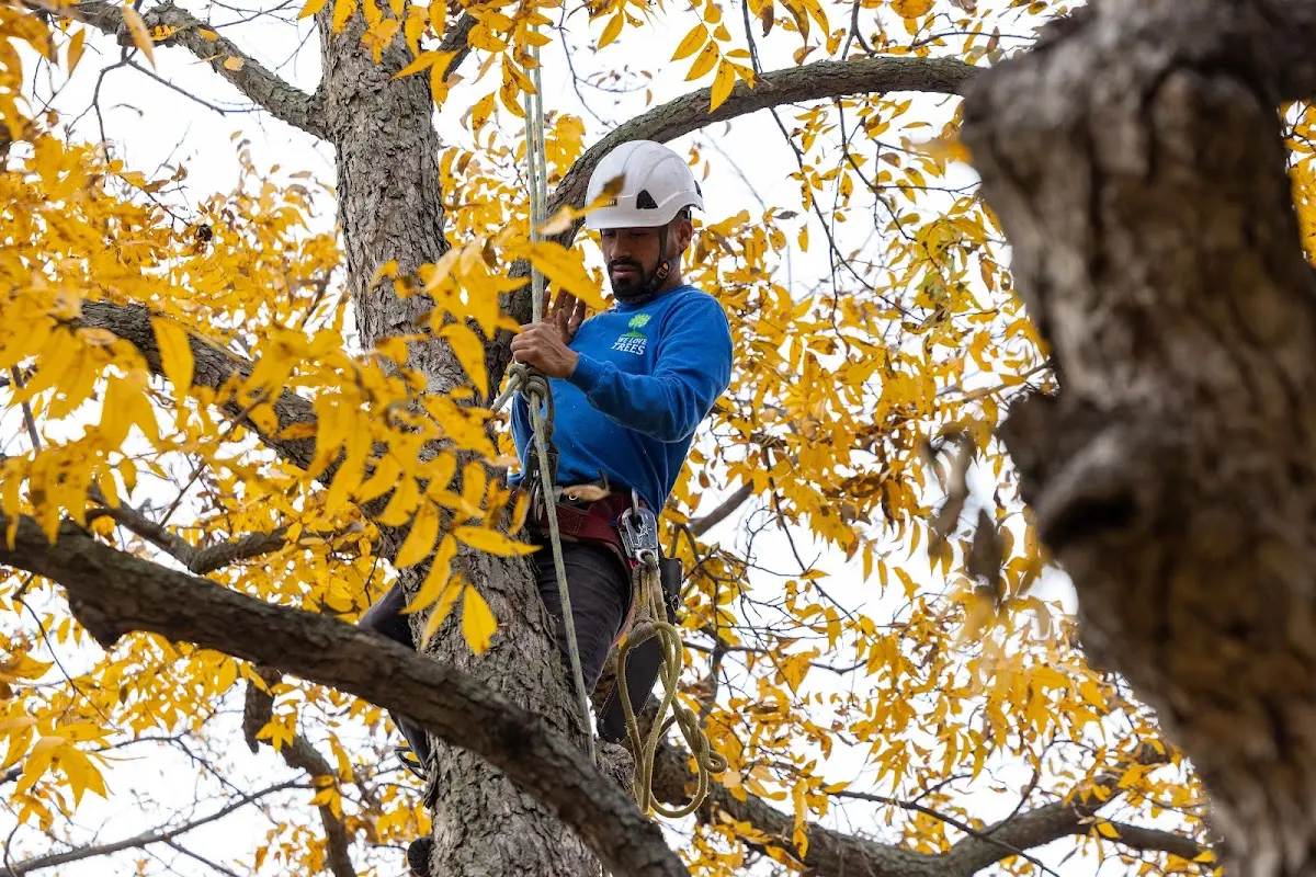 Skilled Tree Pruning crew working in Spanish Fort